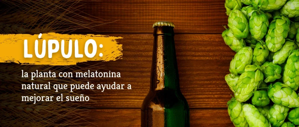 Lúpulo fresco junto a botella de cerveza relacionado con sus propiedades naturales para el sueño